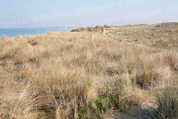 Les dunes de la plage sud Anneville-sur-Mer