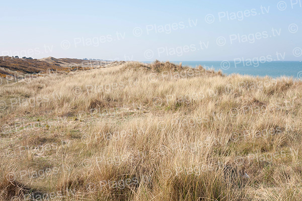 dunes de la plage sud Anneville-sur-Mer