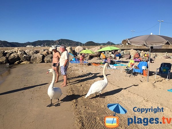 Cygnes sur la plage de Cannes la Bocca