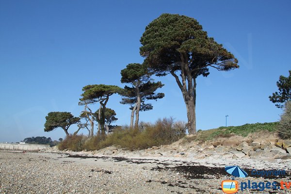 Galets sur la plage de l'ilot de Ste Anne