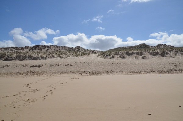 Dunes de la plage de Super Sud de Lacanau