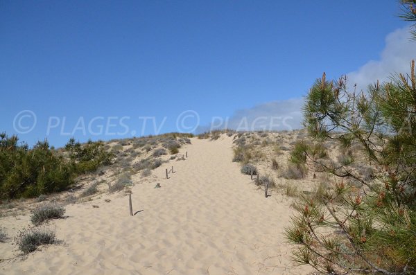 Montée de la dune de la plage de Super Sud à Lacanau