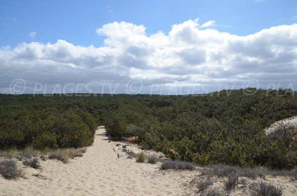 Vue sur la forêt landaise depuis le sommet de la plage de Super Sud à Lacanau