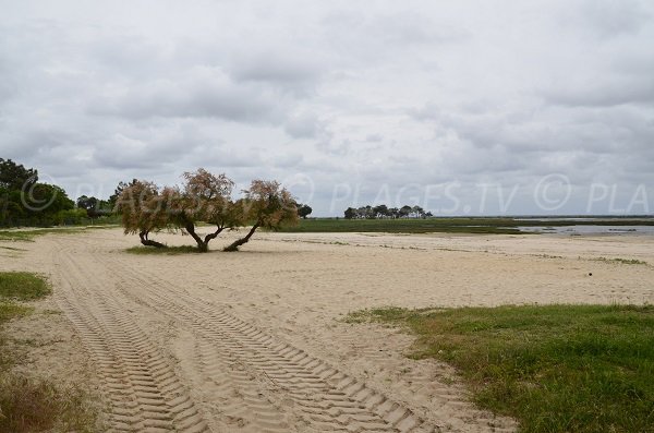 Photo de la plage de Suzette à Lanton