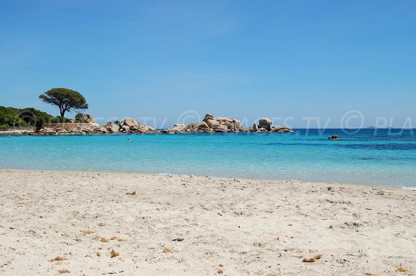 Pin trees on the Tamaricciu beach in Porto-Vecchio