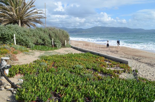 Arrière plan de la plage de Tenutella en Corse