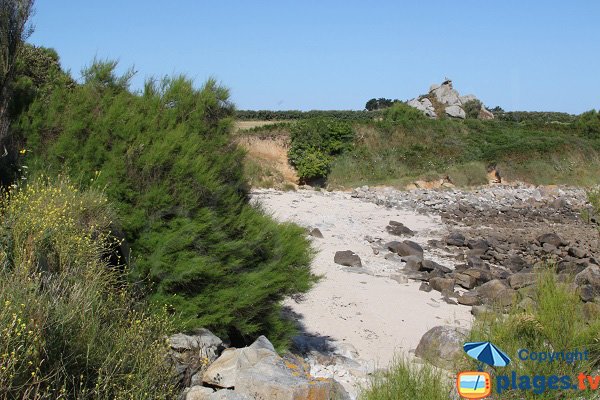 Tamaris sur le littoral de Cléder