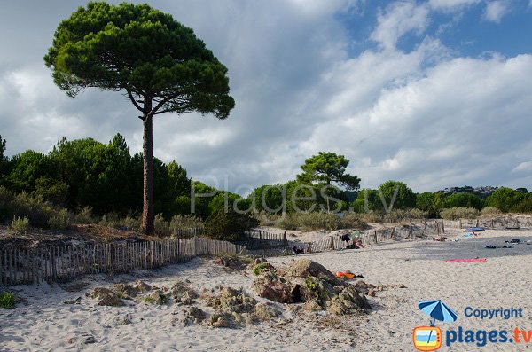 Pin parasol de la plage de Fautea