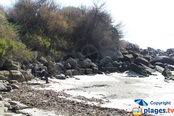 Tamaris sur le bord de plage de Roscoff