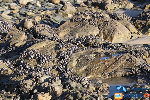 Moules sauvages sur la plage de Locquirec