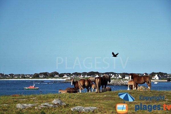 Chevaux autour de la plage de Landunvez