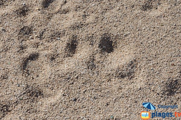 Sable sur la plage du Trottel - Ajaccio