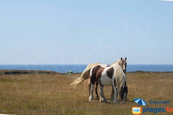 Horses in Belle Ile sur Mer