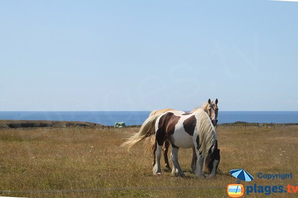 Chevaux à Belle Ile sur Mer