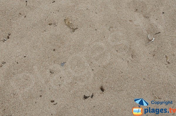 Sable sur la plage de la pointe de Ventilegne - Figari