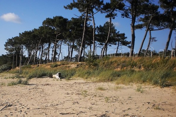 Bord de plage de Vergnes