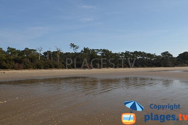 Environnement de la plage des Vergnes - Meschers