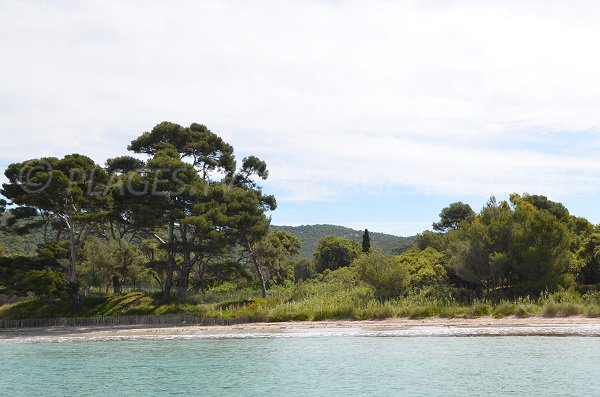 Wild beach in Bormes les Mimosas - Vignasse