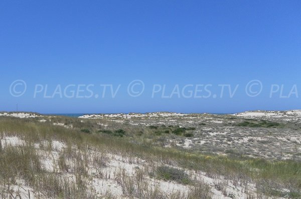 Environnement de la plage du Vivier à Biscarrosse