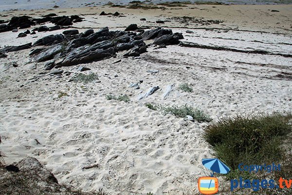 Schiste sur les plages de Plouguerneau