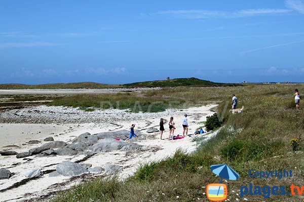 Chiens sur la plage de Plouguerneau