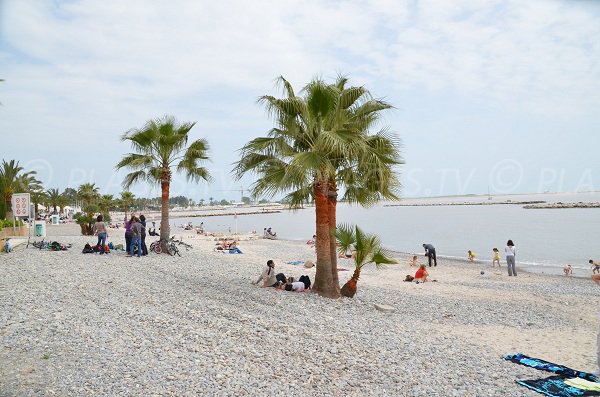 Quelques palmiers sur la plage