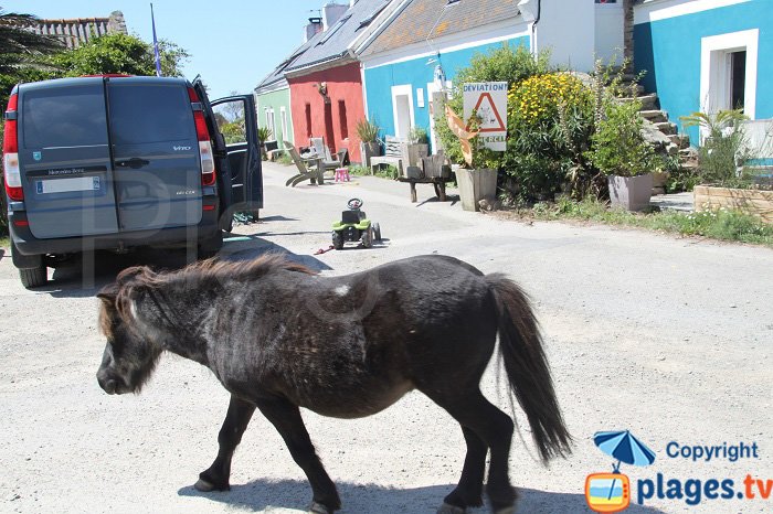 Pony in Belle Ile en Mer