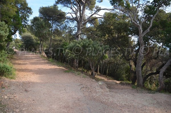 Forest road in Dramont - St Raphael