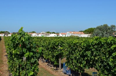 Vineyards in Sainte Marie de Re in France