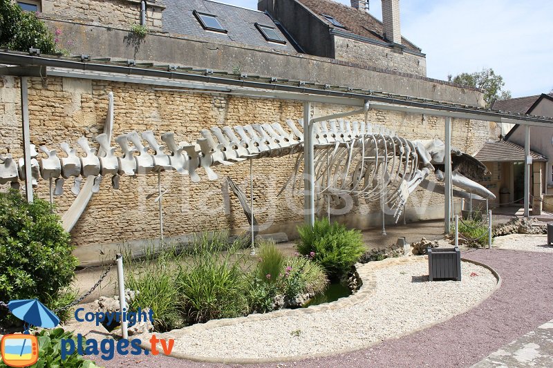 Squelette d'une baleine à Luc sur Mer