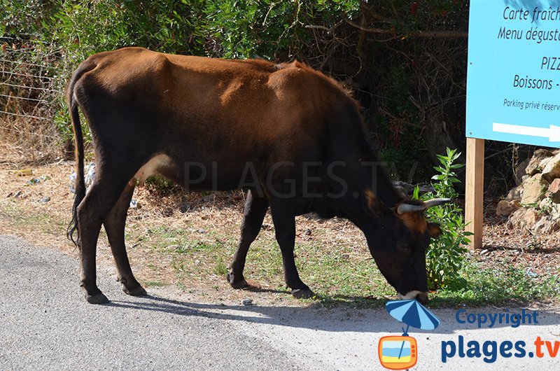 Vache sur la route dans le golfe de Galeria - Corse