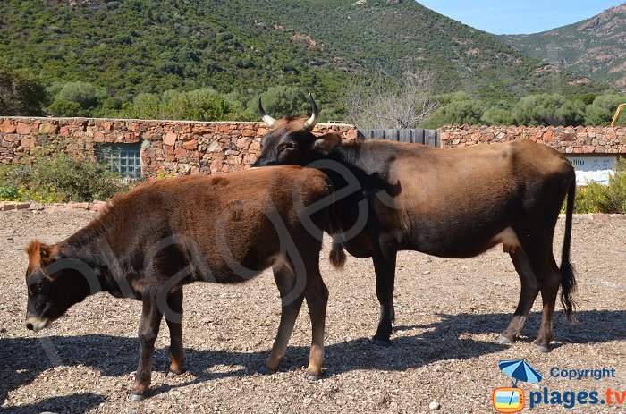 Cows on the beach of Girolata - Corsica