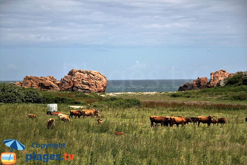 Vaches sur l'ile de Bréhat