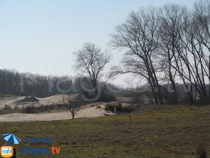 Végétation de la dune de Ghyvelde - Nord