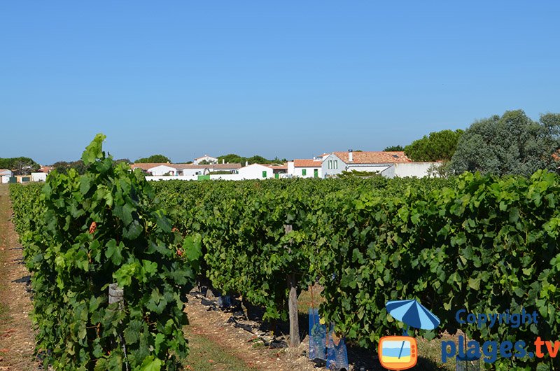 Sainte Marie en Ré avec des vignes