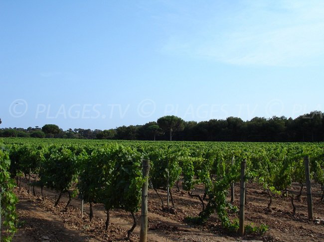 Vineyards in Porquerolles