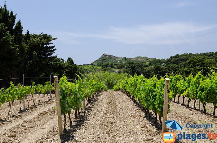 Vineyards on Embiez island - France