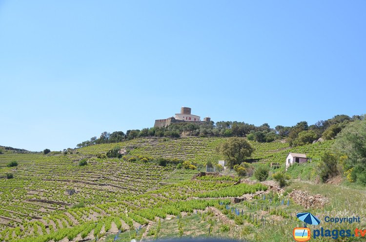 Vineyards around Collioure