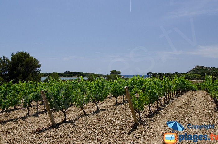 Des vignes sur l'ile des Embiez