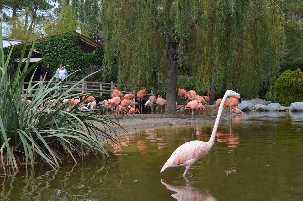 Zoo of La Palmyre in France