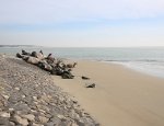 Sternes Beach - Berck