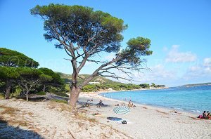 Palombaggia beach - Porto-Vecchio