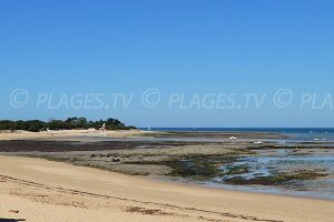 Plage du Gros Jonc - Les Portes-en-Ré